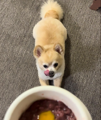 HUGBOX（ハグボックス）を食べ始めて元気になったテツくんの写真